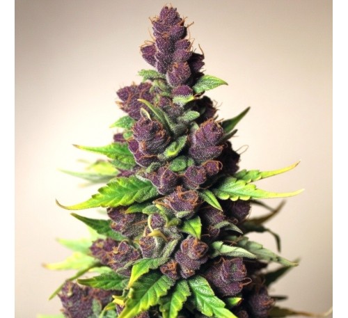 Пурпурові смаколики (Auto.Fem.) 1 шт. / Purple Treats 2025